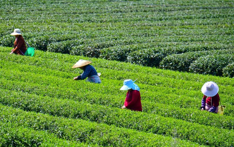 有关于乡村振兴看浏阳， 茶颜春色！浏阳春茶开采！的信息