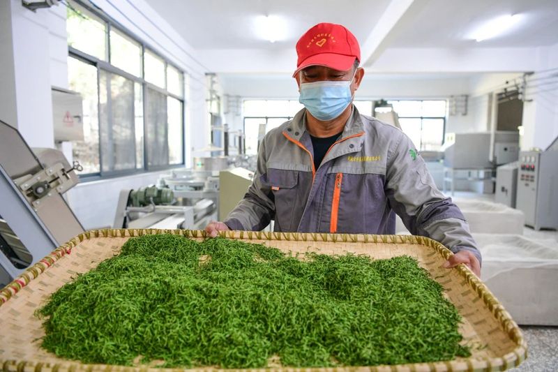 有关于乡村振兴看浏阳， 茶颜春色！浏阳春茶开采！的信息(4)