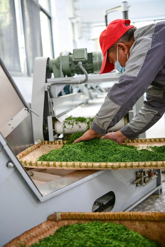 有关于乡村振兴看浏阳， 茶颜春色！浏阳春茶开采！的信息(5)