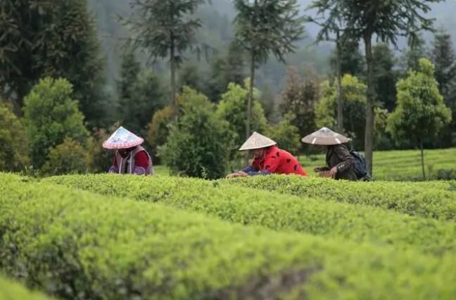 关于岑巩：春茶采收忙的消息(1)