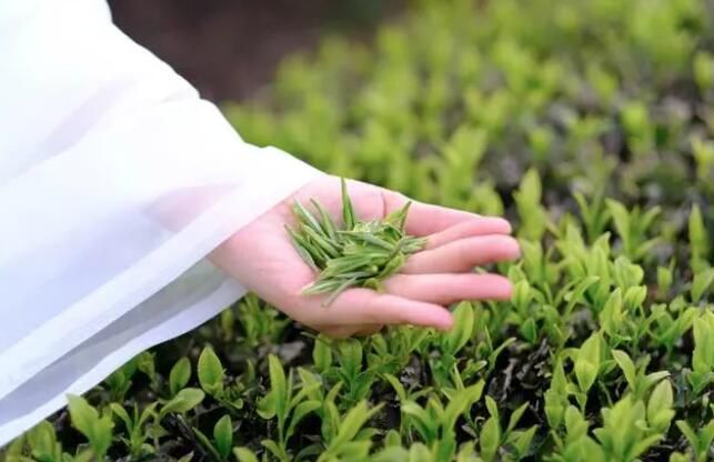 关于岑巩：春茶采收忙的消息(4)