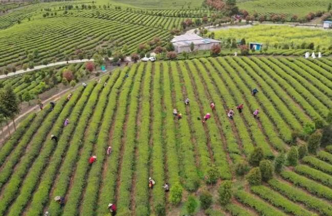 关于岑巩：春茶采收忙的消息