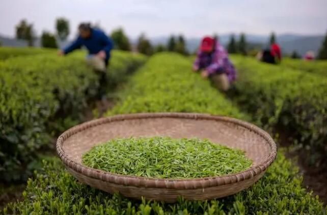 关于岑巩：春茶采收忙的消息(3)