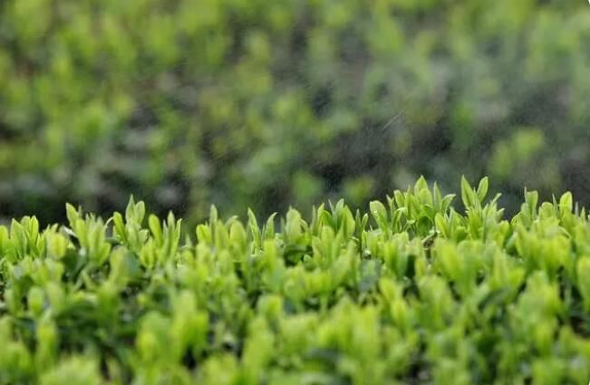 关于岑巩：春茶采收忙的消息(2)