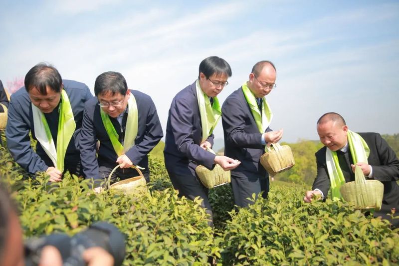 有关于信阳毛尖茶开采式在文新茶村举行的信息(4)