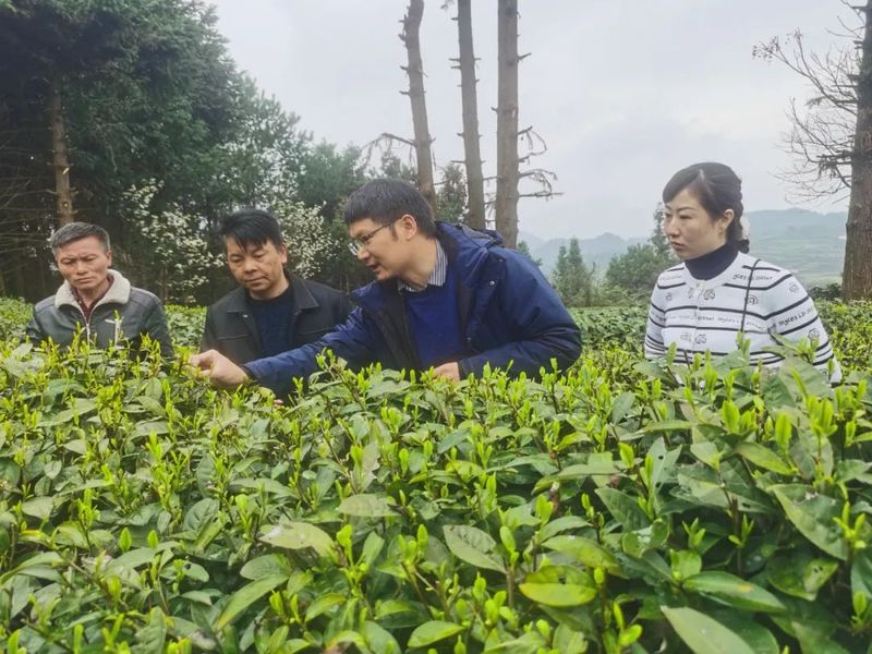 关于贵州省农科院科技助力石阡茶产业发展的新闻