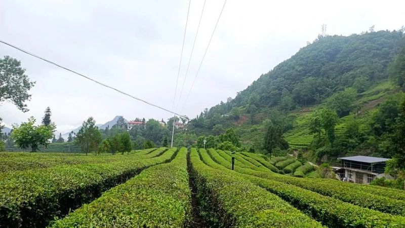 关于双向奔“富”，52户残疾茶农家门口实现增收梦的资讯(1)