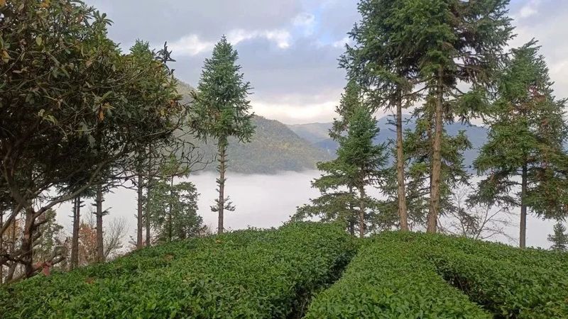 关于双向奔“富”，52户残疾茶农家门口实现增收梦的资讯