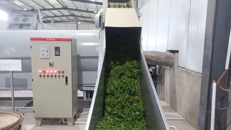 关于双向奔“富”，52户残疾茶农家门口实现增收梦的资讯(2)