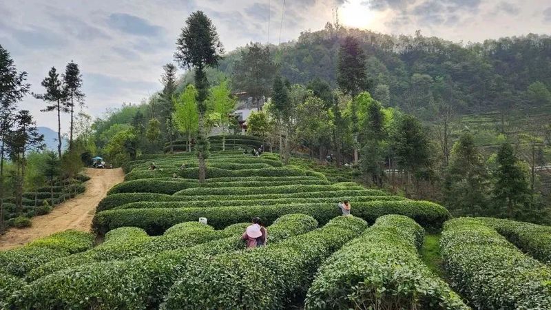 关于双向奔“富”，52户残疾茶农家门口实现增收梦的资讯(4)