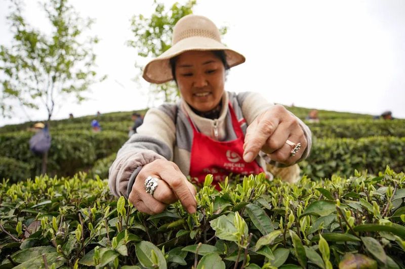 有关于丹寨县“五联五动”助推茶产业高质量发展的内容(3)