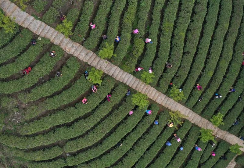 有关于丹寨县“五联五动”助推茶产业高质量发展的内容(2)