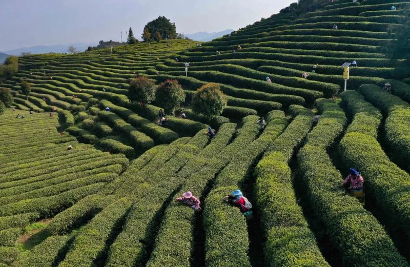 有关于丹寨县“五联五动”助推茶产业高质量发展的内容(1)