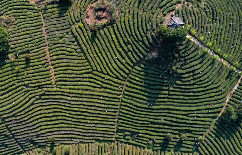 有关于丹寨县“五联五动”助推茶产业高质量发展的内容