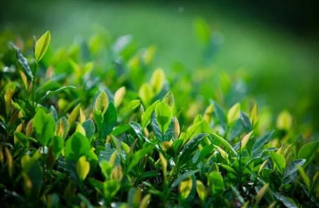 关于政策“春雨” 让桐庐茶产业拔节生长的相关内容(4)