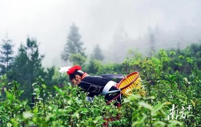 关于大麦山镇首届“采茶节”开摘的相关内容(1)