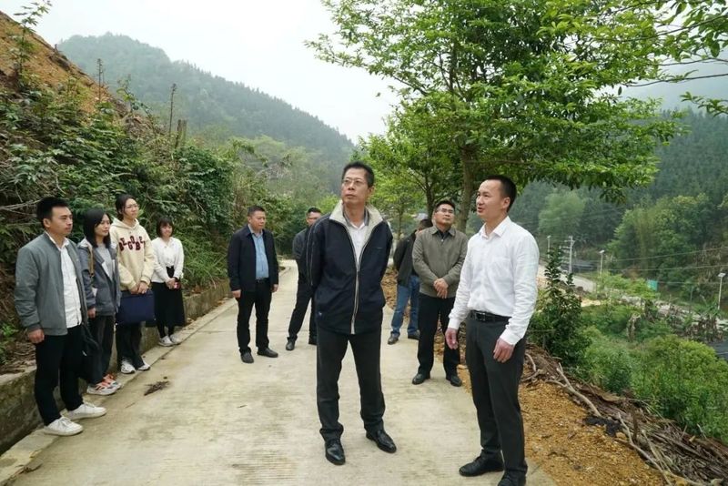 关于翁源县委书记高忠到铁龙镇调研石壁茶产业发展情况的内容