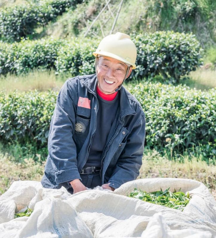 有关于松溪:茶山奏春曲 春茶采摘忙的消息(3)