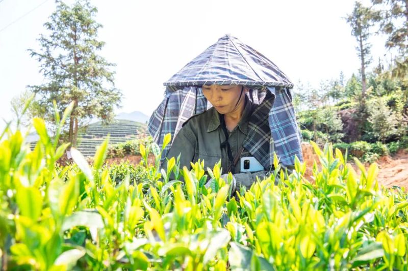 有关于松溪:茶山奏春曲 春茶采摘忙的消息(1)