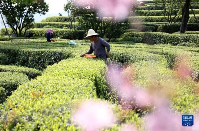 有关于福建福鼎：白茶开采忙的新闻