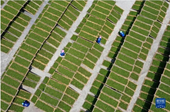 有关于福建福鼎：白茶开采忙的新闻(2)