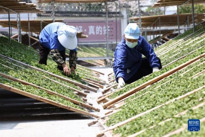 有关于福建福鼎：白茶开采忙的新闻(3)