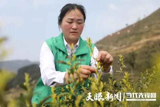 关于绥阳县举行黄金茶开采节暨双手采茶技能培训活动的新闻(3)