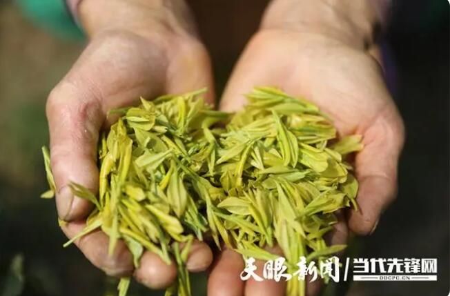 关于绥阳县举行黄金茶开采节暨双手采茶技能培训活动的新闻(5)