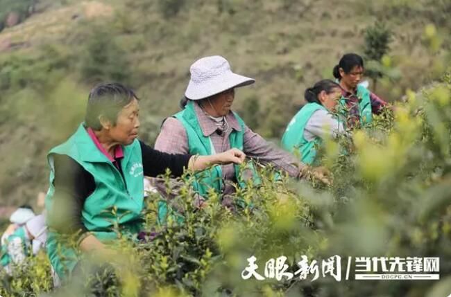关于绥阳县举行黄金茶开采节暨双手采茶技能培训活动的新闻(4)