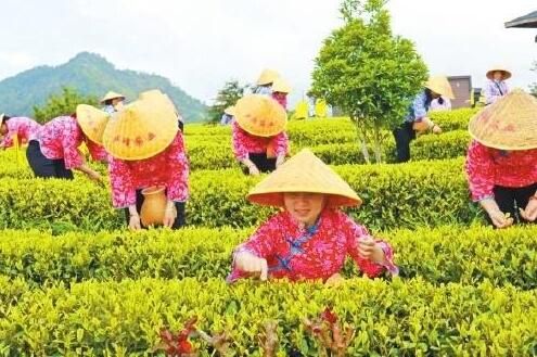 关于福建永泰举办第四届春茶开采节的新闻