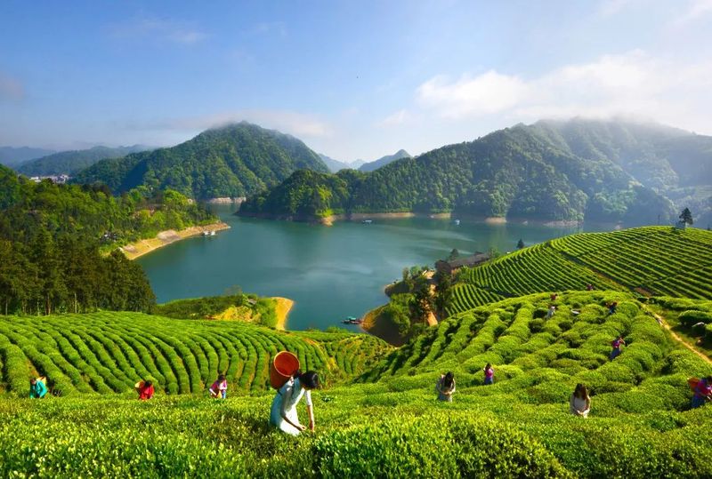 关于安化县：做好“三茶”融合文章 助推产业高质量发展的内容(2)