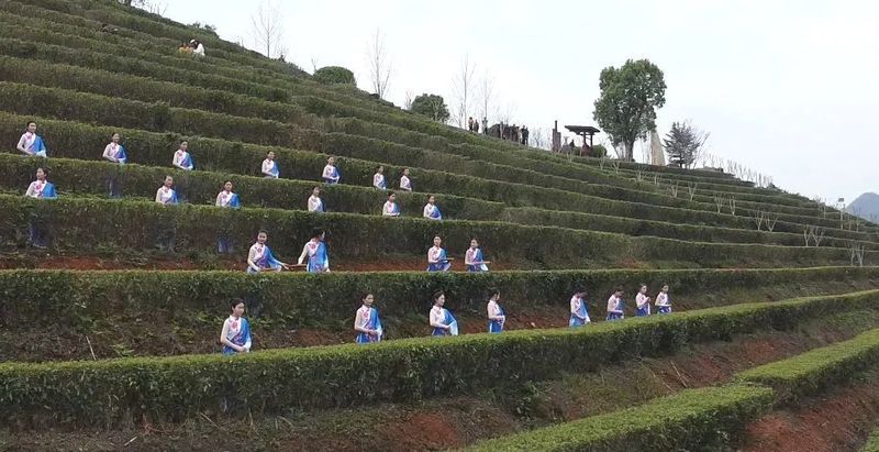 关于安化县：做好“三茶”融合文章 助推产业高质量发展的内容