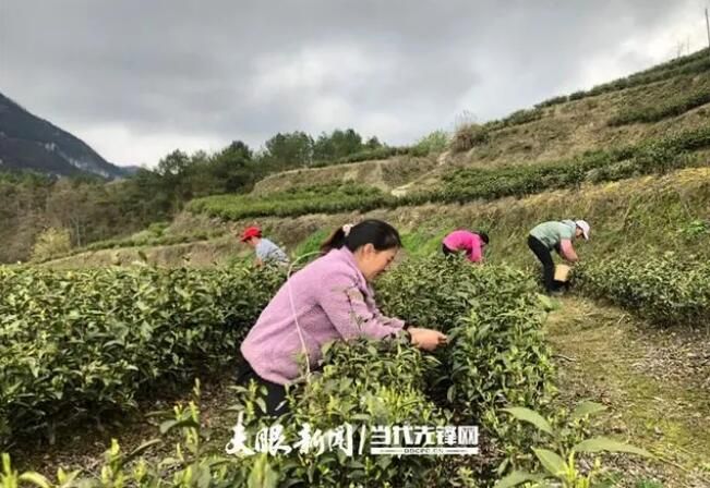 有关于正安小雅镇:抢抓农时采春茶的相关信息