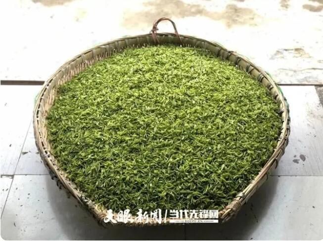 有关于正安小雅镇:抢抓农时采春茶的相关信息(2)