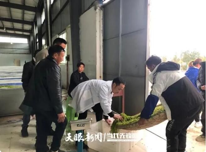 有关于正安小雅镇:抢抓农时采春茶的相关信息(1)