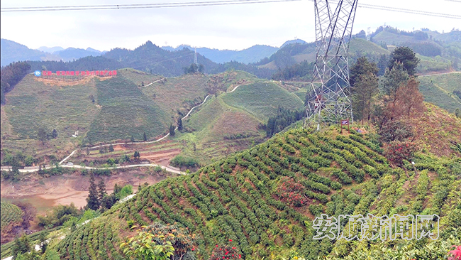 有关于普定县穿洞街道:“白茶小镇”“丰”景宜人的内容(1)