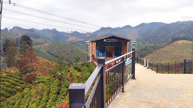 有关于普定县穿洞街道:“白茶小镇”“丰”景宜人的内容(2)