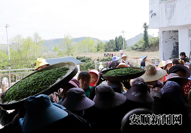 有关于普定县穿洞街道:“白茶小镇”“丰”景宜人的内容(5)