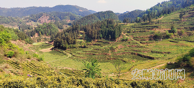 有关于普定县穿洞街道:“白茶小镇”“丰”景宜人的内容(3)