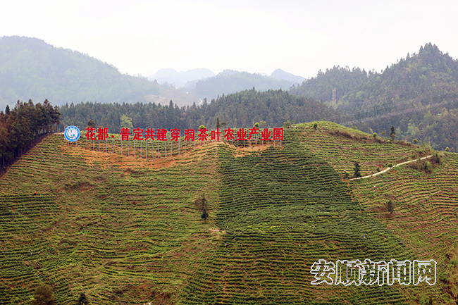 有关于普定县穿洞街道:“白茶小镇”“丰”景宜人的内容