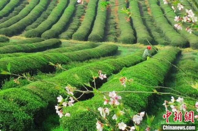 关于又到春茶飘香时 江西茶农忙采明前茶的最新消息(3)