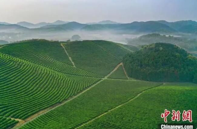 关于又到春茶飘香时 江西茶农忙采明前茶的最新消息(2)