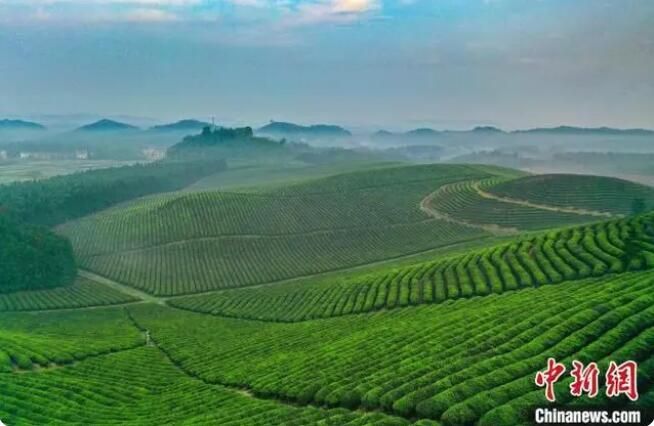 关于又到春茶飘香时 江西茶农忙采明前茶的最新消息(1)