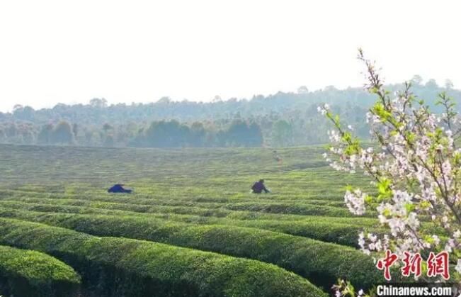 关于又到春茶飘香时 江西茶农忙采明前茶的最新消息(4)