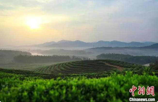 关于又到春茶飘香时 江西茶农忙采明前茶的最新消息