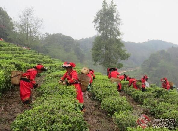 有关于赴一场春茶之约!云南镇沅老乌山春茶开采啦的新闻(1)