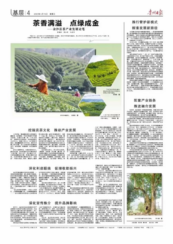 关于今天，贵州日报整版关注金沙茶产业的内容
