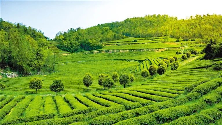 关于今天，贵州日报整版关注金沙茶产业的内容(1)