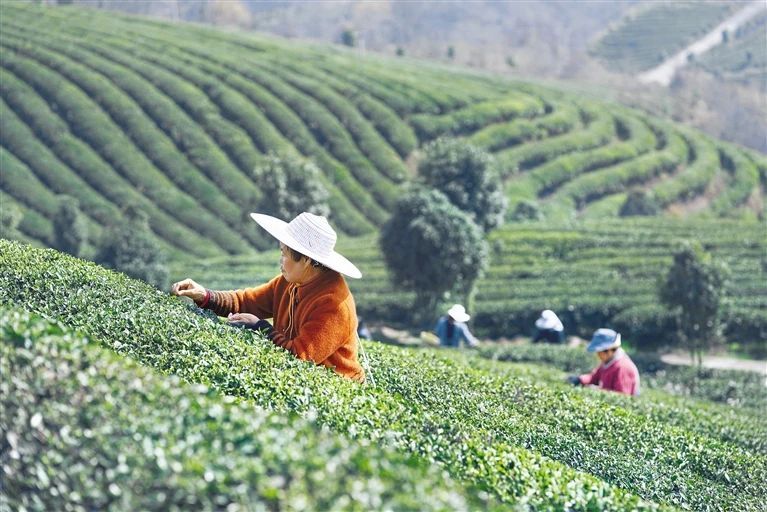 关于今天，贵州日报整版关注金沙茶产业的内容(3)