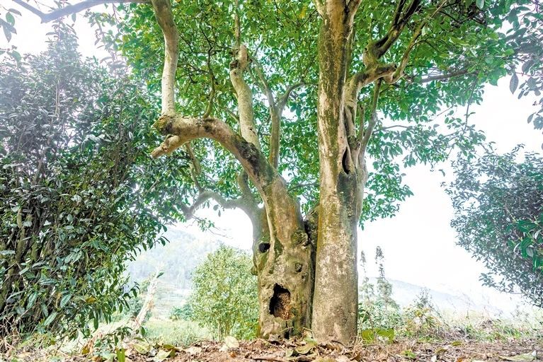 关于今天，贵州日报整版关注金沙茶产业的内容(4)